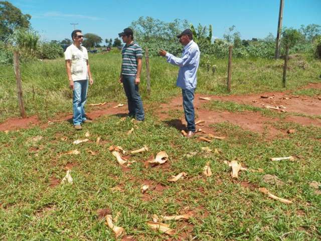 Produtor rural denuncia descarte irregular de restos de animais em Itapor&atilde;