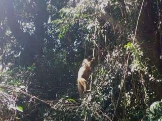 Macaco-prego voltou para mata depois de nove dias em clínica veterinária (Foto: Divulgação/PMA)
