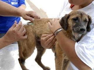 Cão sendo vacinada em ação anterior (Foto: PMCG) 