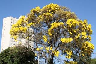Árvore Ipê-amarelo em Campo Grande (Foto: Marcos Ermínio - Arquivo)