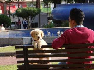 Antônio, o cão, com Felipe, no banco da praça.