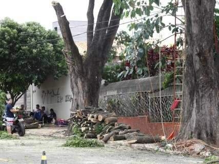 Moradores se unem para podar e retiram árvores com risco de cair