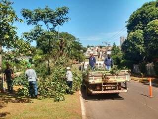 Retirada de árvores na Avenida Mato Grosso começou no último domingo e prossegue nesta quarta-feira (Foto: André Bittar)
