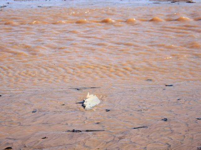 Em transfer&ecirc;ncia de peixes de lago, t&eacute;cnicos retiram &quot;invasores&quot; e muito lixo 