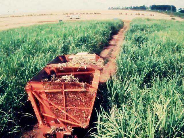 Valor da Produ&ccedil;&atilde;o Agropecu&aacute;ria &eacute; estimado em R$ 28 bilh&otilde;es em MS