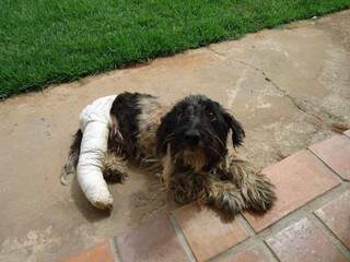 Cadela está internada em clínica e precisa de cirurgia que custa R$ 1200,00. (Foto: Divulgação)