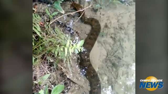 Turistas flagram sucuri no balne&aacute;rio municipal de Bonito