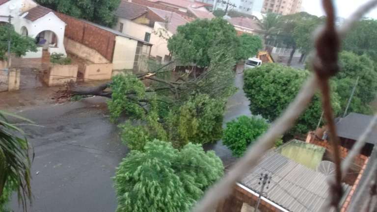 Árvore caída entre a João Pessoa e a Dolor de Andrade, no Monte Castelo. (Foto: Divulgação)