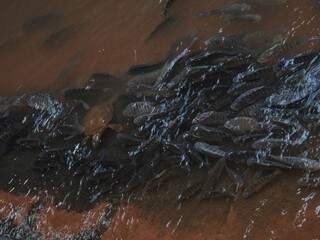 Carpas e cascudos estão entre espécies flagradas aglomeradas embaixo de duto d´&#039;água que deságua no Anhanduí, na última quinta-feira (Foto: Direito das Ruas/Marcelo Calazans)