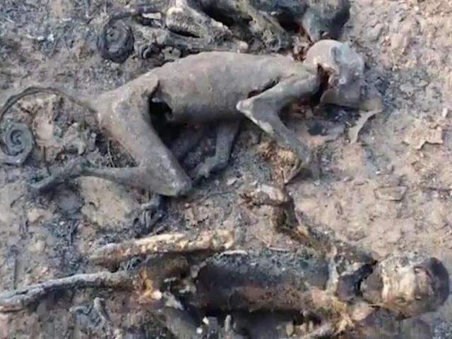 Ap&oacute;s inc&ecirc;ndios no Pantanal, Projeto faz campanha para recuperar &aacute;rea 