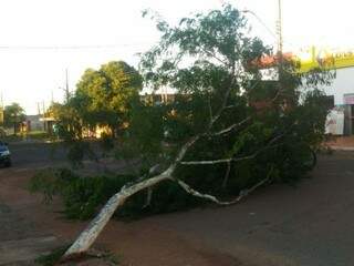 Árvore obstruí para da Rua Albert Sabin (Foto: Humberto Marques) 
