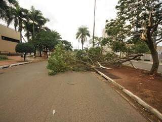 Pedaço da árvore se quebrou e interdita parte da avenida Mato Grosso. (Foto: Alcides Neto)
