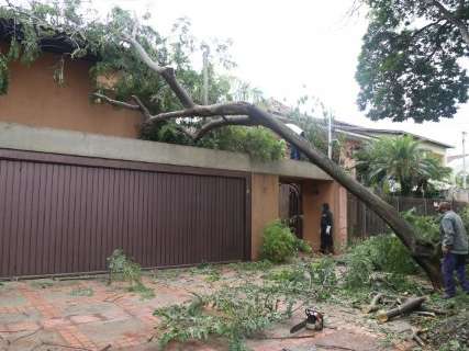 Árvore cai em cima de casa depois de chuva e vento forte