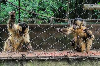 Filhotes de macacos precisam da atenção da mãe para se desenvolverem saudáveis  (Foto: Marina Pacheco)