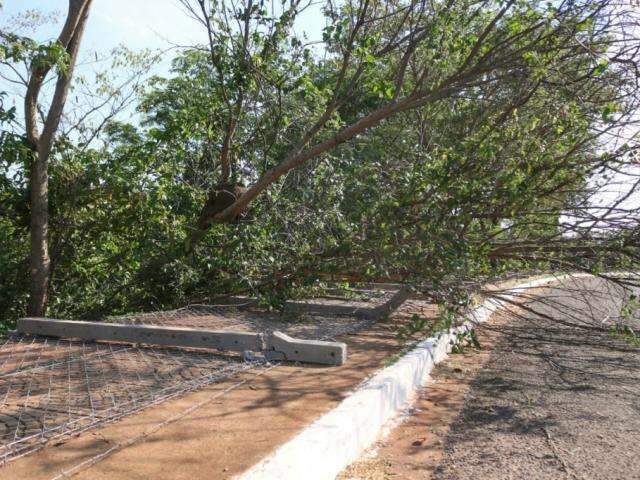 Grade de parque cai em efeito domin&oacute;, bloqueia cal&ccedil;ada e exp&otilde;e animais