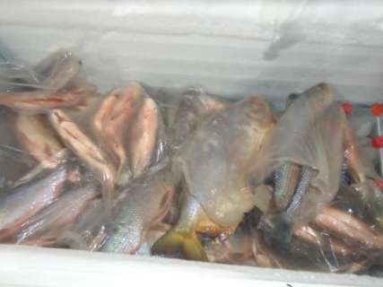 PMA prende turista com 116 kg de pescado e o multa em R$ 4,4 mil