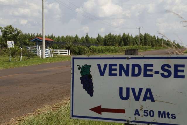 Uva mais doce da cidade tem endere&ccedil;o, concorda o dono de ch&aacute;cara na Tr&ecirc;s Barras