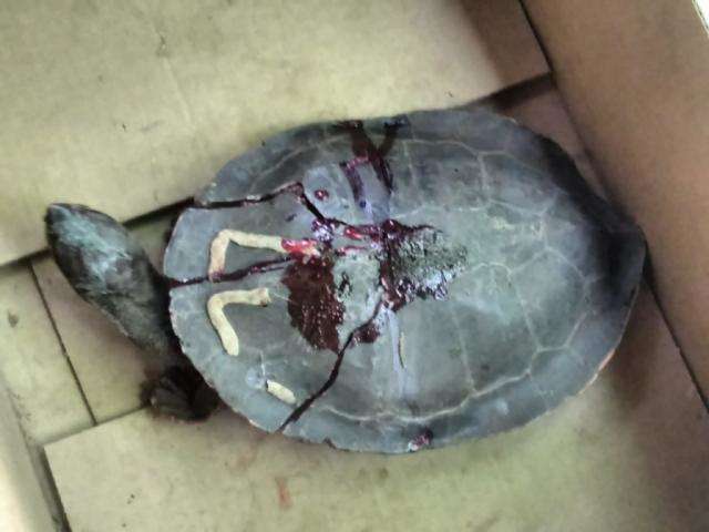 Em 24h, oito animais s&atilde;o resgatados com asas, pernas e casco quebrados