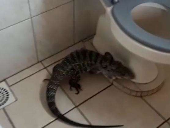 Lagarto &eacute; resgatado depois de &quot;passeio&quot; em banheiro de escola