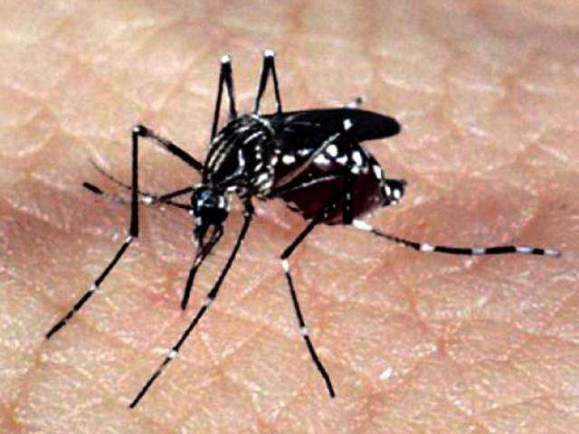 Especialistas alertam para epidemias de Zika e Chikungunya no ver&atilde;o