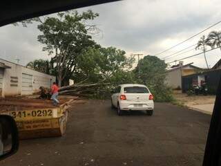 Árvore caída na rua Alagoas (Foto: Direto das Ruas)