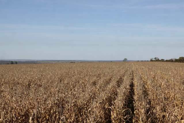 Chuva atrasa plantio e produ&ccedil;&atilde;o de milho safrinha ter&aacute; queda de 8,2%