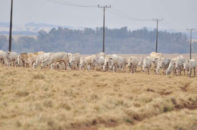 Geada e estiagem causam até morte de bois e preço da carne sobe em MS