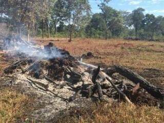 Desmatamento e o incêndio do material lenhoso foram realizados em mudança do uso do solo para atividades de plantio de pastagem. (Foto: PMA)