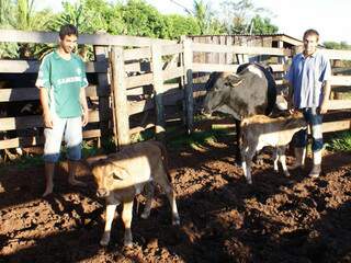  Vaca dá a luz dois bezerros de uma vez em propriedade de Vicentina