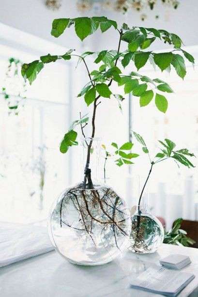 Em vasos de vidro, as plantas aquáticas são verde diferente dentro de casa  - Arquitetura - Campo Grande News