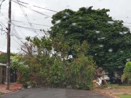 Chuva r&aacute;pida e ventania provocam queda de &aacute;rvores nas Vilas Alba e Bandeirantes