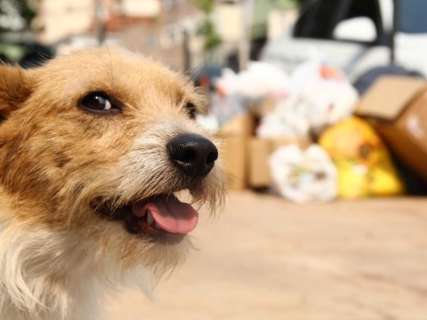 Coleta de lixo volta ao normal em 10 dias; CCZ suspende eutanásia de cães