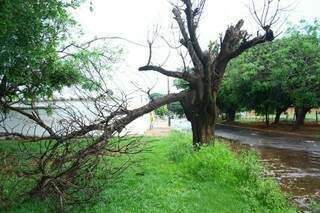 Galho de árvore caiu no Conjunto União (Foto: Marcos Ermínio)