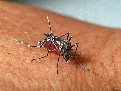 Cidade recordista em dengue tem 20% dos casos confirmados deste ano