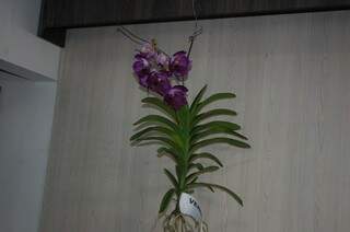 Orquídea &quot;Vanda&quot; foi uma das plantas exóticas mais procuradas. (Foto:Pedro Peralta)
