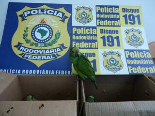 Papagaios eram transportados em caixas de papelão. (Foto: Divulgação/ PRF)