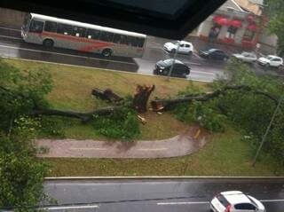Árvore de porte que fica no canteiro da Afonso Pena caiu por conta do vento. (Foto: Direto das Ruas)