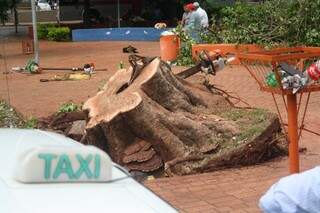 Taxistas explicam que situação da árvore já era ruim há algum tempo (Foto: Marcos Ermínio)