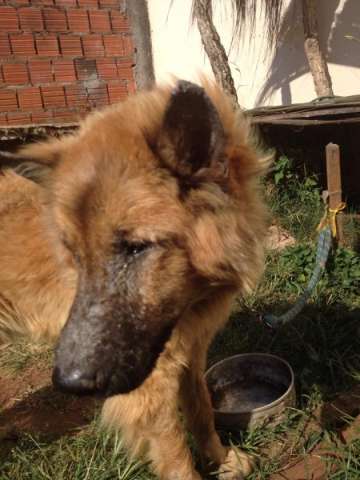 Cachorro preso no mesmo local h&aacute; dois anos no Paraguai causa indigna&ccedil;&atilde;o 