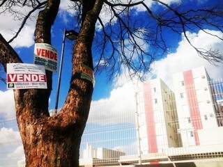 Corretores dizem que ignoram lei que proíbe colocação de placas nas árvores (Foto: Caroline Maldonado)