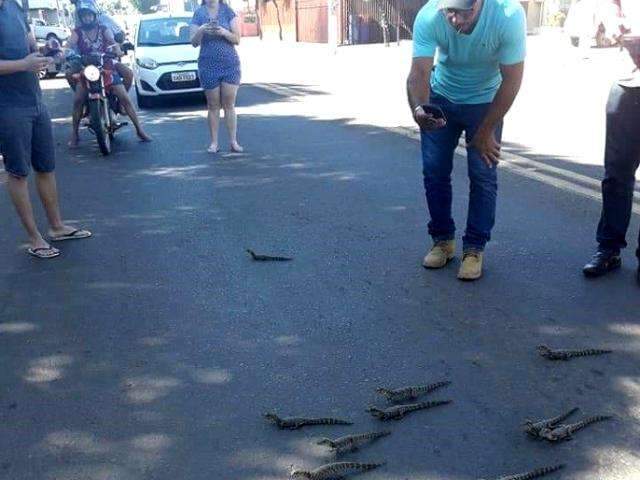 Filhotes de jacar&eacute; param tr&acirc;nsito ao atravessar rua em Aquidauana