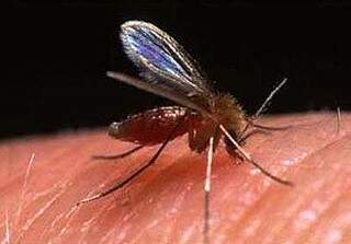 A doença é causada por esse protozoário que se hospeda no mosquito palha, também conhecido como birigui, mosquito pólvora ou cangalhinha. (Foto: Divulgação)