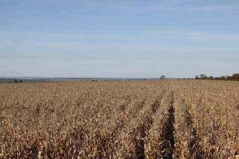 Chuva atrasa plantio e produção de milho safrinha terá queda de 8,2%