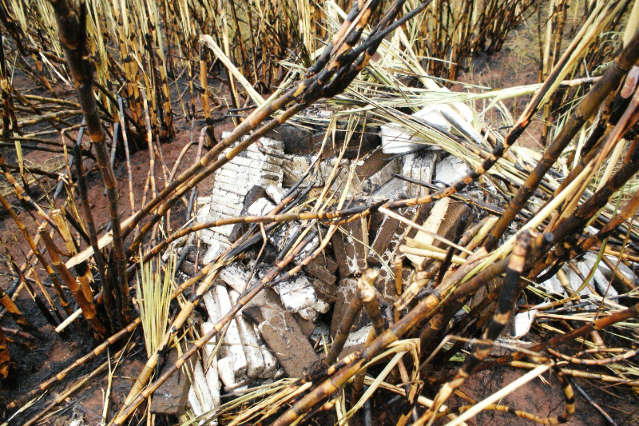  PM encontra quase 600 kg de maconha em canavial de Navira&iacute;