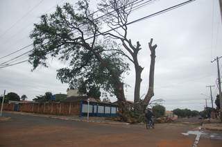 Árvore fica na esquina da Ruas Leônidas de Matos e Eunice Weaver no Santo Antônio (Foto: Pedro Peralta)