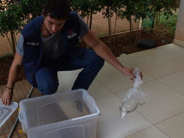 Garoto de 14 anos &eacute; picado no p&eacute; por Jararaca e est&aacute; internado no CTI