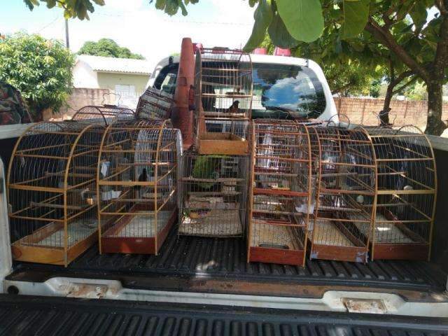 Pai e jovem de 23 anos s&atilde;o multados por manter em cativeiro 16 aves silvestres
