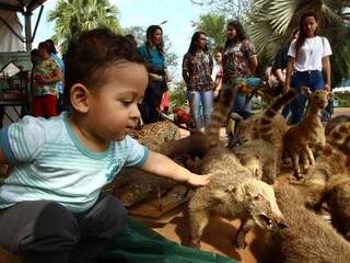 Garoto passa a mão em animal empalhado, em exposição do Dia do Meio Ambiente, em Dourados (Foto: A. Frota/Divulgação)