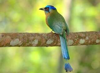 Mato Grosso do Sul tem 590 espécies de aves espalhadas pelo Pantanal e Cerrado. (Foto: Marcelo Calazans)