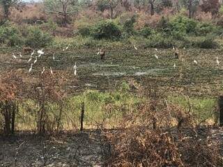 Garças e cervos pantaneiros em área que foi incendiada, na região do Buraco das Piranhas. (Foto: Paulo Duarte)